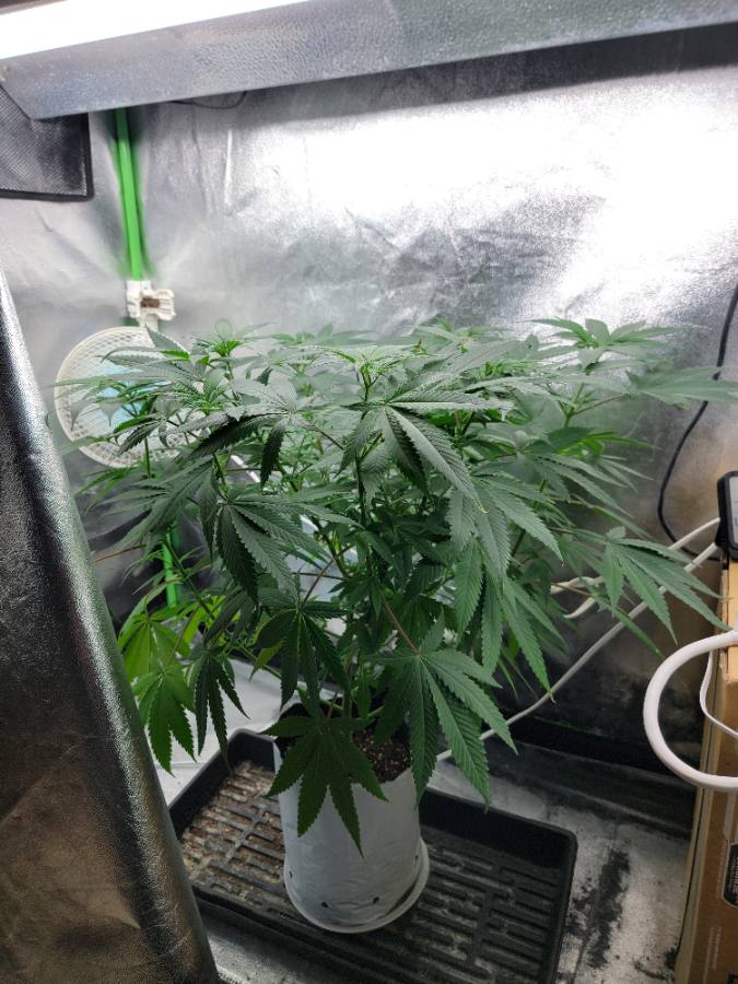 Or from a Cultivar grower's journal