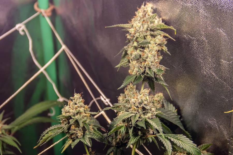 SFV OG from a Cultivar grower's journal