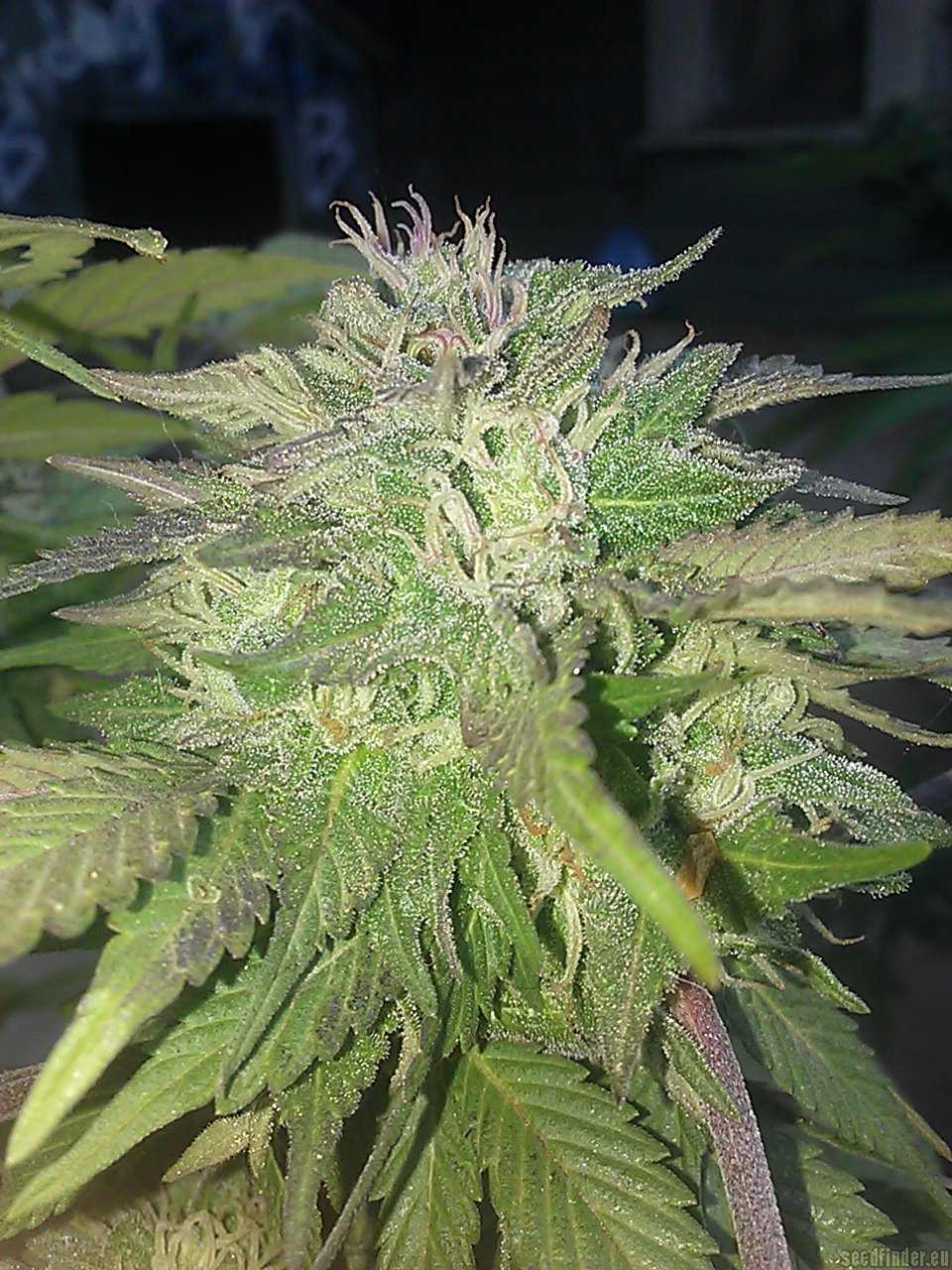 Oh God strain photo
