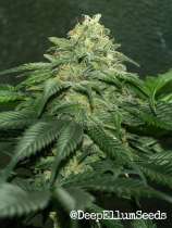 OG #39 strain photo