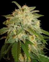 La Bella Afrodita strain photo