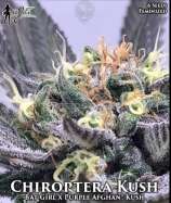 Chiroptera Kush strain photo