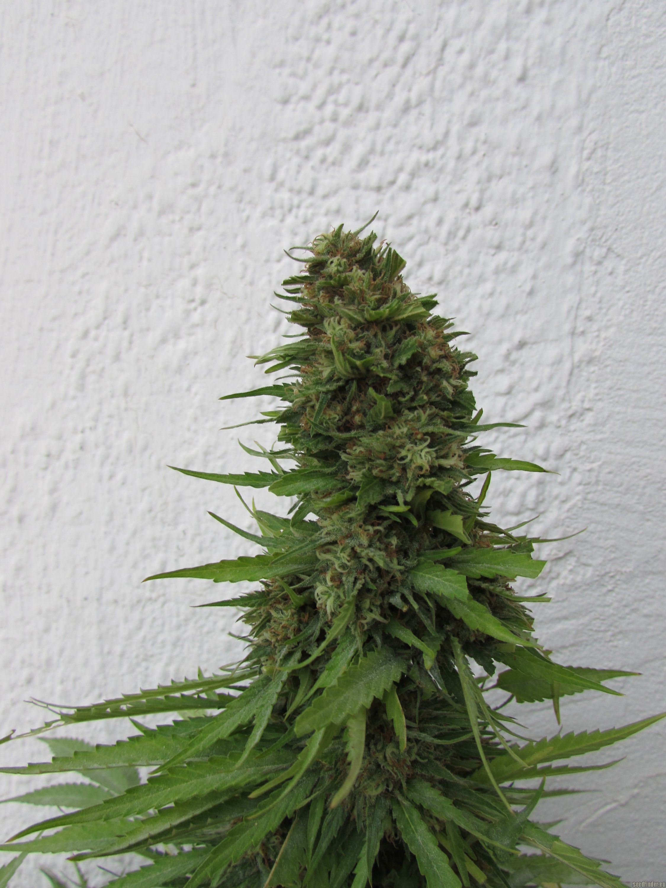 Big Mamut strain photo