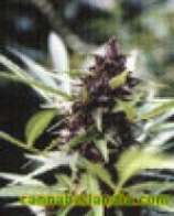 Purple Queen strain photo
