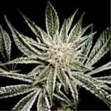 El Nino strain photo