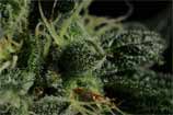 Sannie's Seeds - K.O Kush F2 strain photo