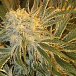 OGNL strain photo