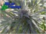 Dark Kush strain photo