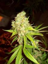 Smoke A Lot Seeds - Grape Lemonade strain photo