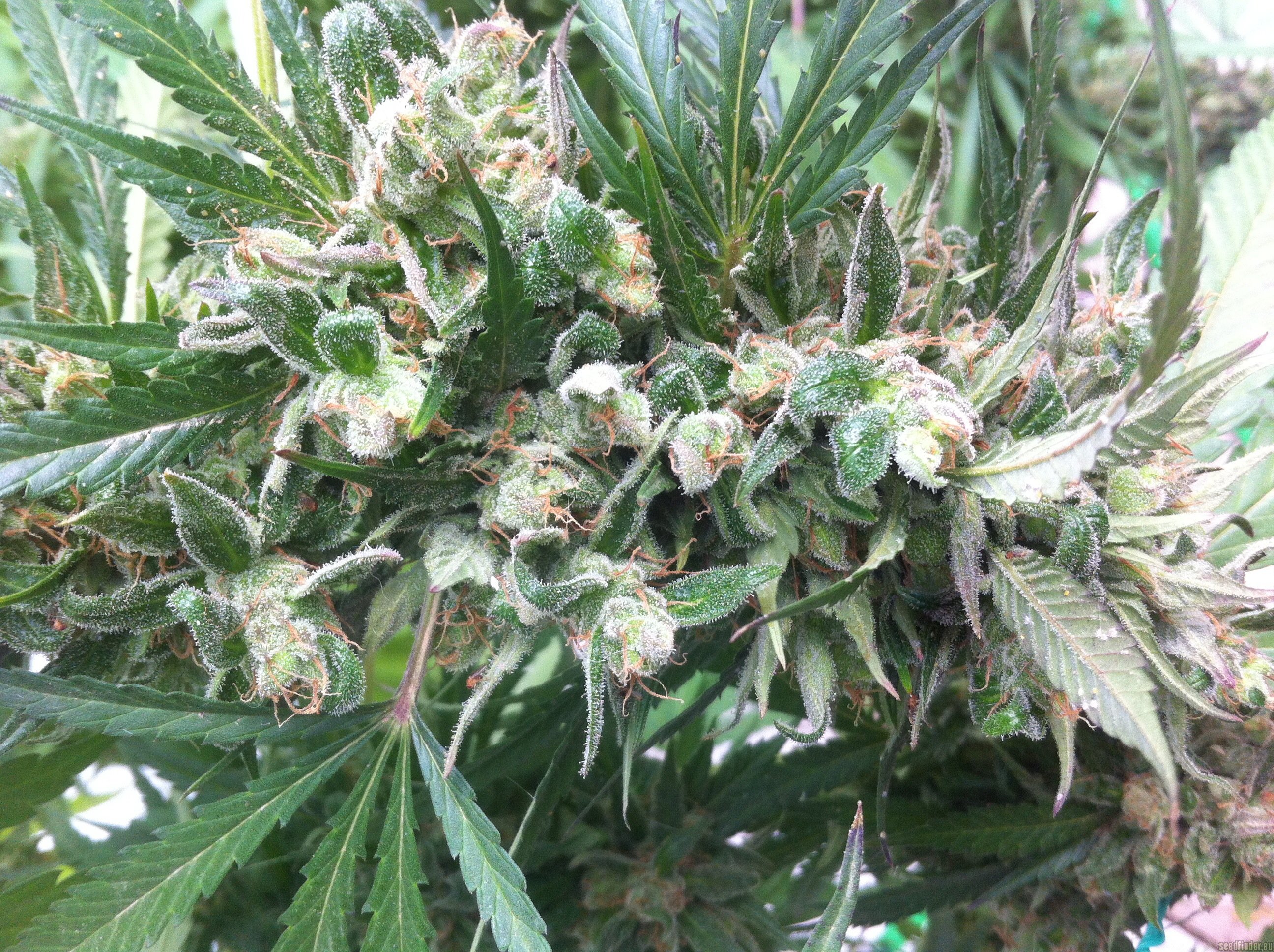 Zamaldelica strain photo