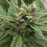 Blueberry Headband Auto strain photo