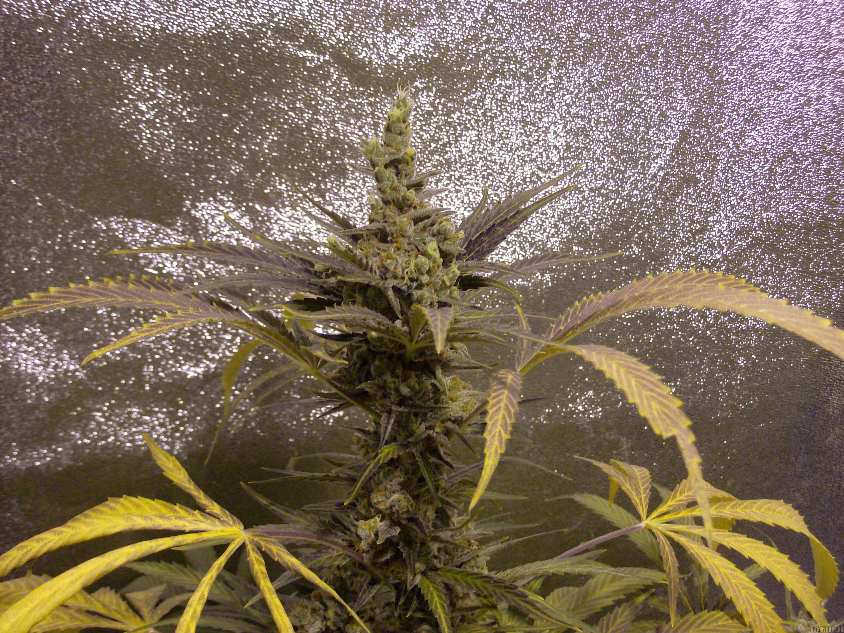 Peace Maker strain photo