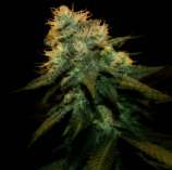 Northern Lights X strain photo