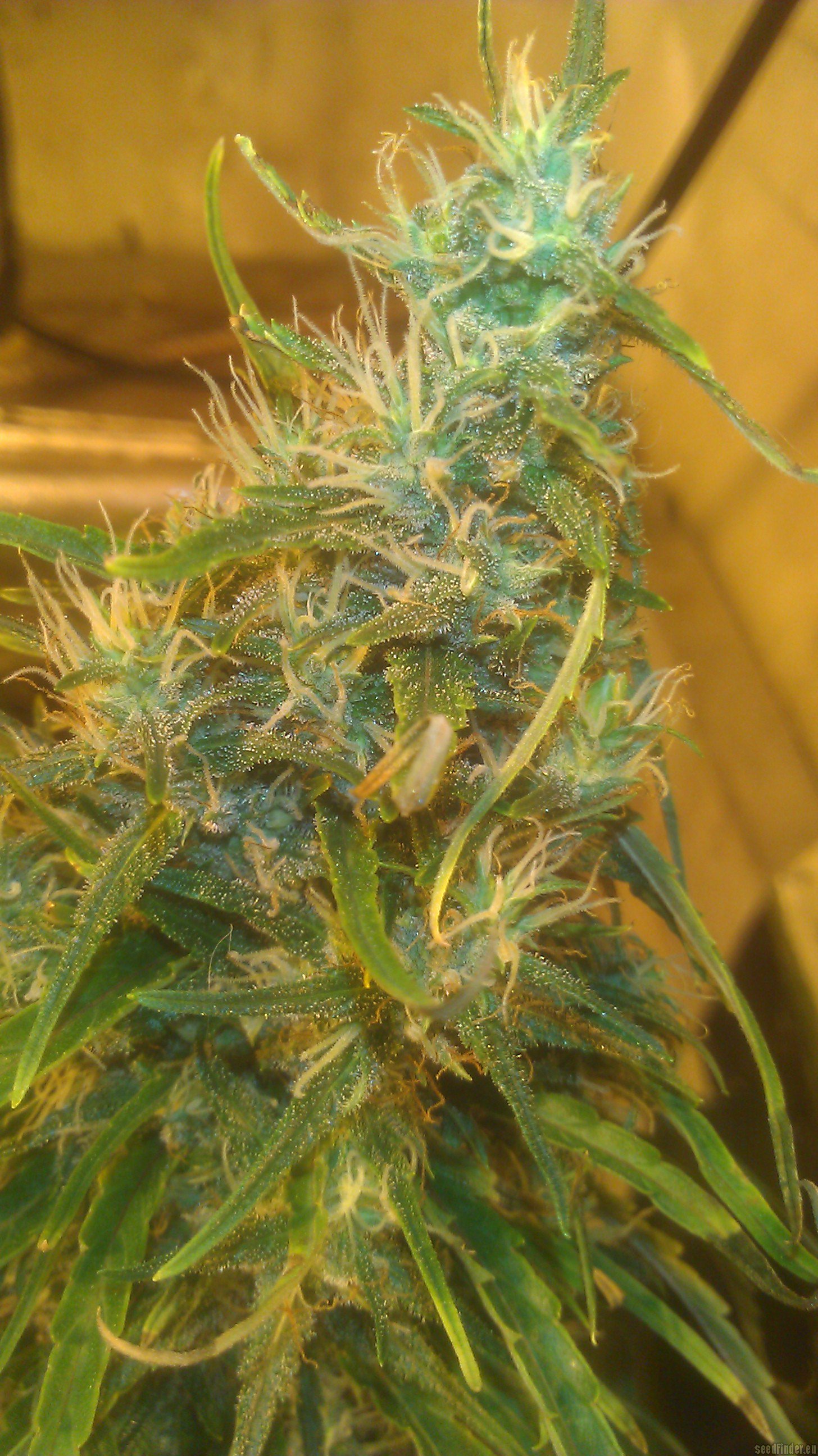 Ambulance strain photo