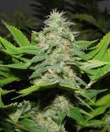 Walker Kush strain photo
