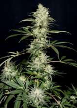 Chocolate Diesel strain photo