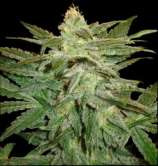 La Frutta di Venus strain photo