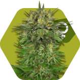 Blue Brilliant strain photo