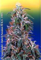 Skunk Passion strain photo