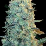 Bulk Seed Bank - Auto Power Plant strain photo