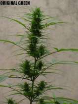 Original Green strain photo