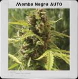 Mamba Negra Auto strain photo