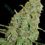 Cheese strain photo