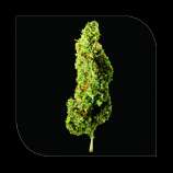 Mekanika Haze strain photo