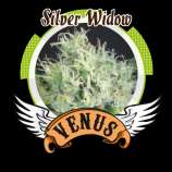 Silver Widow strain photo