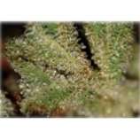 Wildy White strain photo