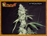 Sonic Bloom strain photo