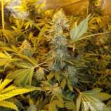 Pink Bubble strain photo