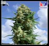 Black Widow strain photo