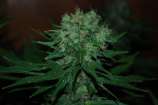 Blue Cheese Auto strain photo