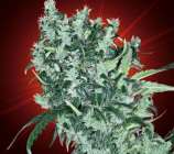 Cheese Tease strain photo