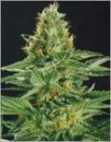 Shaman's High strain photo