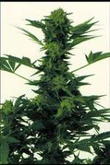 Bob Marleys Best strain photo