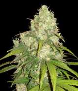 Afgan Kush x Yumbolt strain photo