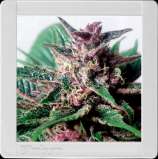 Grizzly Purple Auto strain photo