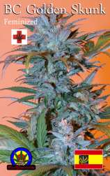 BC Golden Skunk strain photo