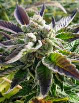 Bad Girl strain photo