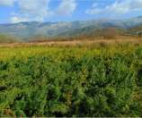 Eastern Manipur-Burma strain photo