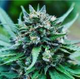 Old Red Afghan strain photo