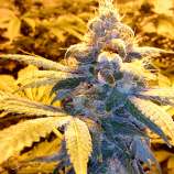 Euphoric strain photo