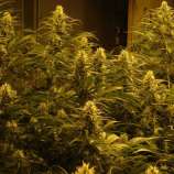 Citrus Skunk strain photo