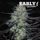 Golosa Early Version strain photo
