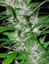 Purpleskunk #1 strain photo