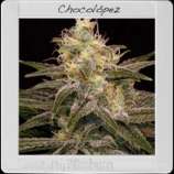 Chocolopez strain photo