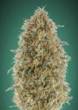 Gorilla Blue strain photo