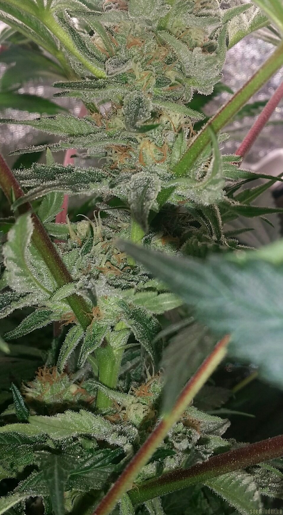 SFV OG Kush strain photo